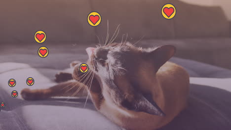 múltiples iconos de corazón flotando contra la luz del sol cayendo sobre el gato sentado en el sofá en casa