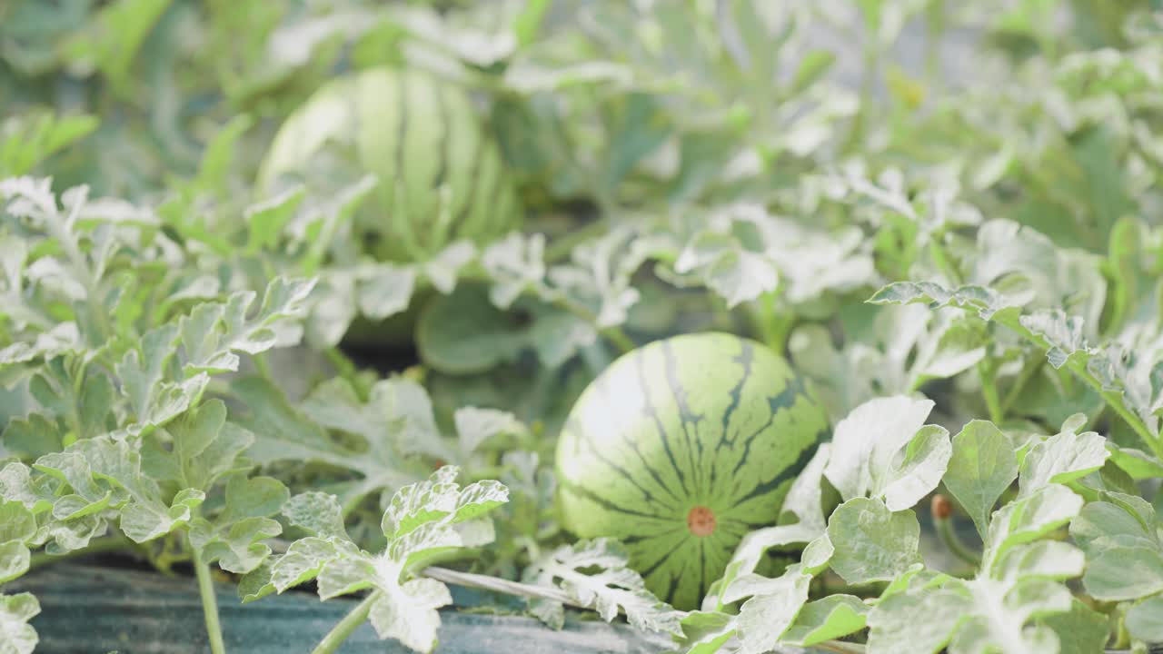 Growing watermelon in greenhouse: agriculture and farming