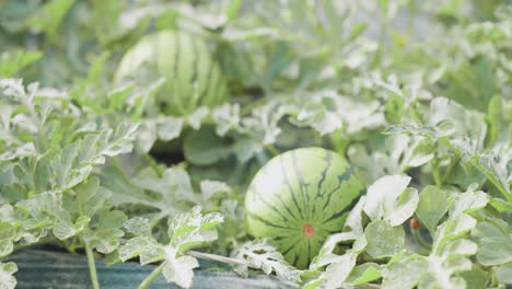 growing watermelon in greenhouse: agriculture and farming