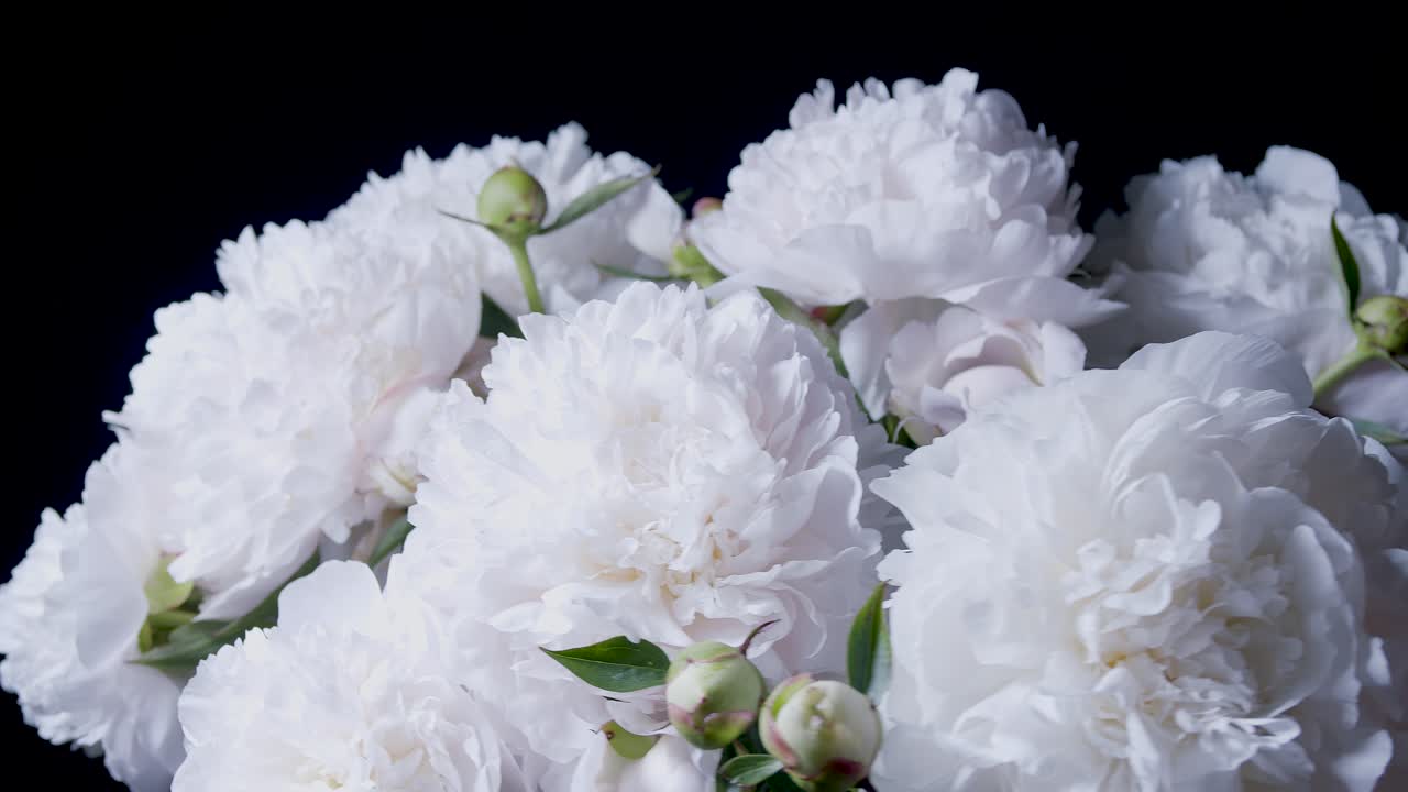 스튜디오 근접 촬영 슬라이딩 회전 디스플레이의 흰색 모란