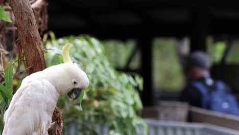 cockatoo interacts with environment on tree branch