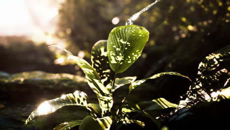 close up of green leaves in sunlight