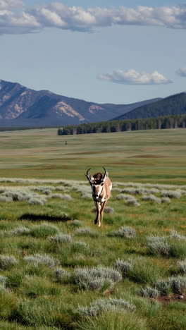 pronghorn antelope in a grassy plain