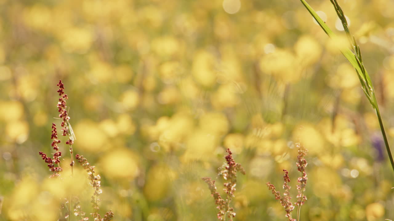 una toma de enfoque cinematográfico de flores silvestres y insectos en un prado vibrante