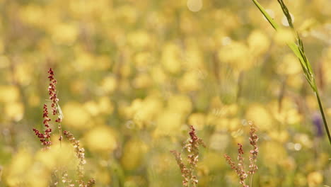 Cinematic-rack-focus-shot-of-swaying-wildflowers-and-insects-in-vibrant-meadow