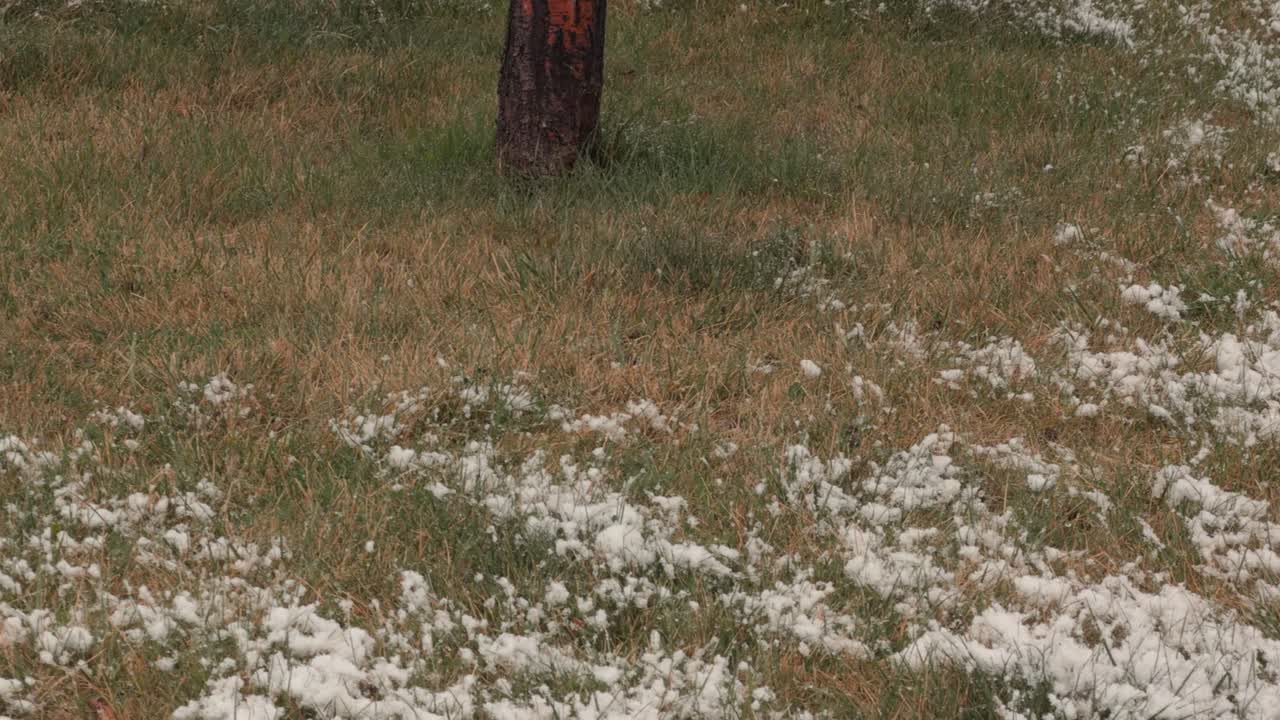 Steady pan across patchy snow on grass during light winter snowfall