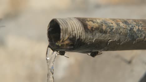 Um-Wasserhahn-Biene