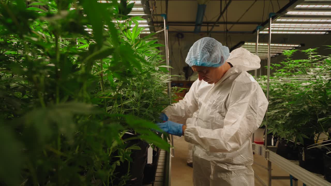 Cannabis Cultivator in Controlled Environment