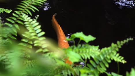 Einzelne-Orientalische-Goldene-Koi-fische,-Amur-karpfen,-Cyprinus-Rubrofuscus,-Die-Anmutig-Im-Teich-Schwimmen,-Mit-Schönem-Verschwommenem-Grünem-Laub-Im-Vordergrund,-Handbewegung,-Nahaufnahme