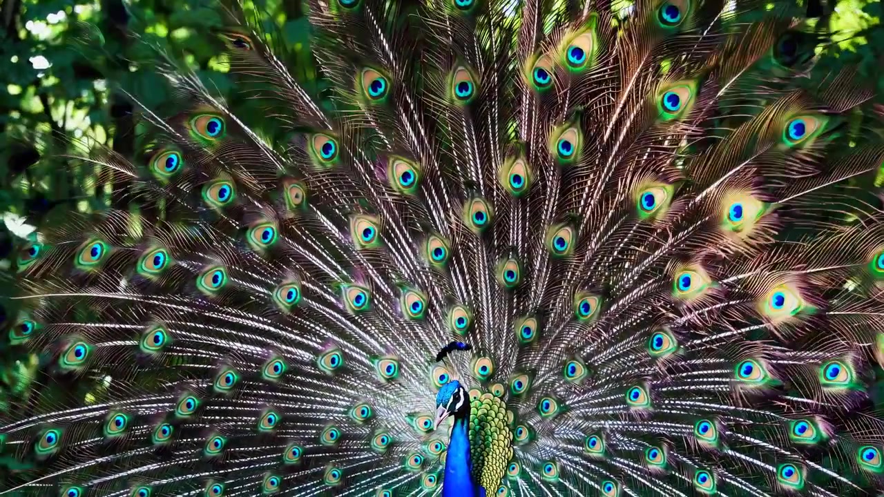 Pavão exibindo suas penas vibrantes em uma floresta exuberante
