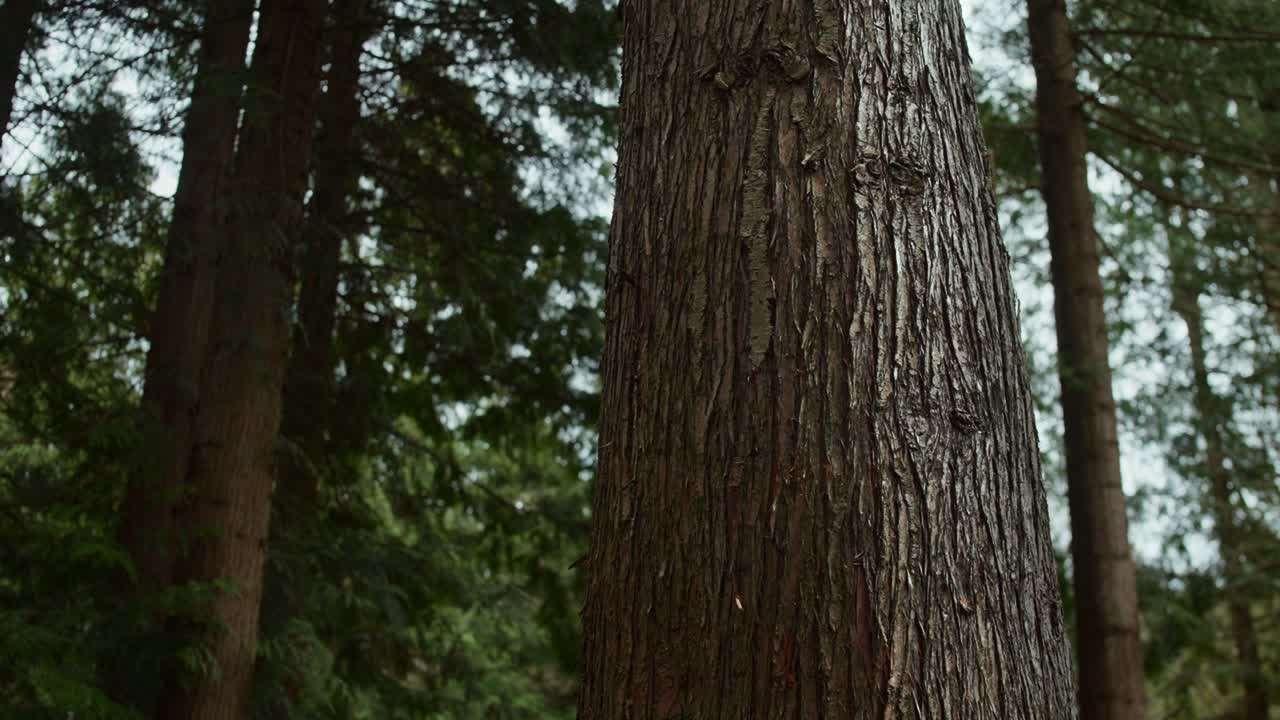Primo piano della trama della corteccia di un albero in una fitta foresta. Adatto per progetti ambientali e documentari sulla natura