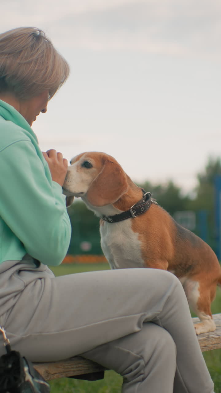 공원 벤치에서 비글에게 간식을 주는 백인 여성, 부드러운 손짓으로 보상 기반 훈련에 집중, 목줄과 목걸이가 보임, 참을성 있는 교감을 통해 신뢰를 쌓음, 따뜻한 저녁 햇살과 편안한 분위기