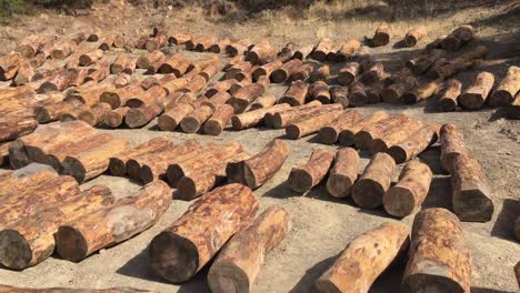 stacks of tree log in nature