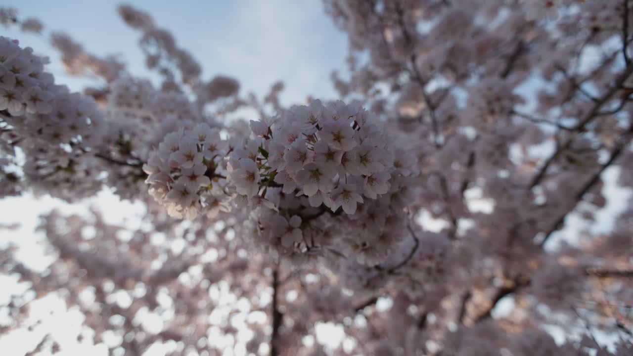Bellissimi fiori di ciliegio in primavera