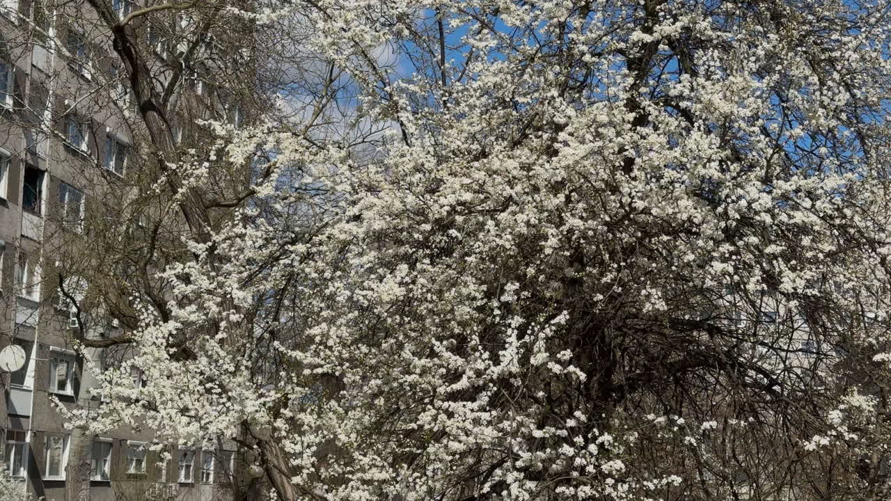 Blooming trees in front of residential block