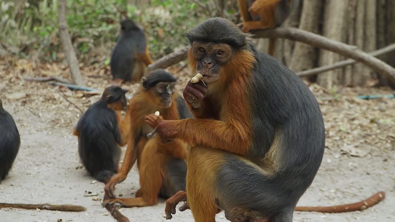 grupo de monos colobus rojos comiendo en el parque de monos de gambia