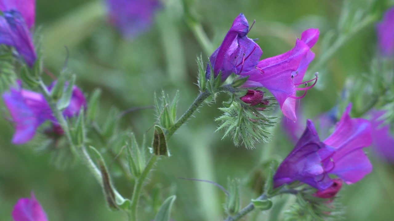 Close-up of a lilac flower, in a countryside setting and cultivated fields, with a blurred green background
