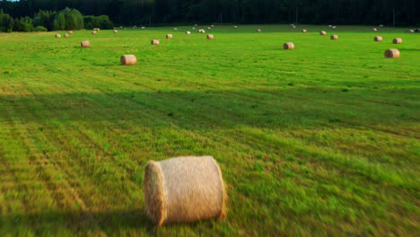 vast field with round hay bales at summer in lithuania