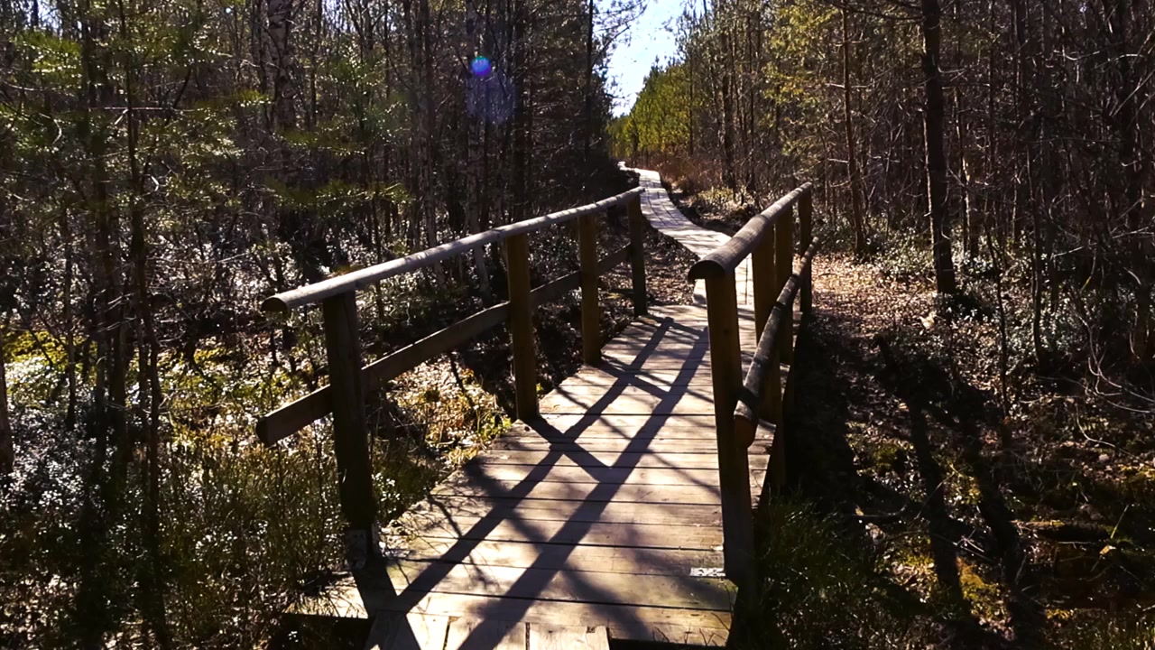 First person perspective walking on a wooden plank trail with a bridge crossing a stream or marsh in a sunlit forest, creating beautiful shadows and a sense of peaceful hiking