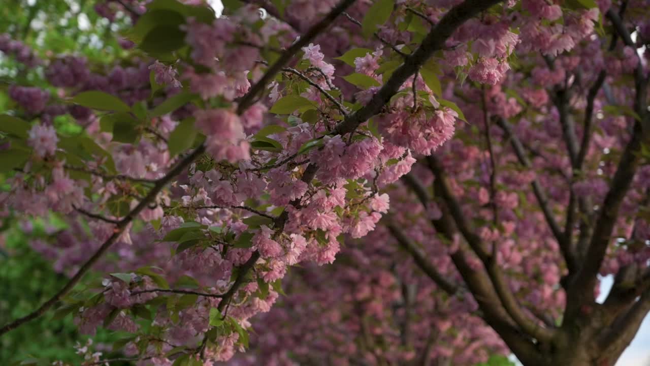 Closeup left to right dolly shot of a Japanese Cherry tree's blossoming branch, with other trees in the background at sunset - Filmed at T&oacute;th &Aacute;rp&aacute;d Promenade, Buda Castle, Budapest, Hungary
