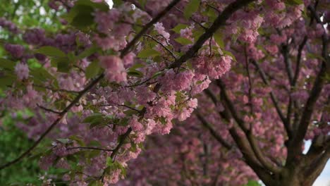primer plano de izquierda a derecha de una rama en flor de un cerezo japonés, con otros árboles en el fondo al atardecer - filmado en tóth árpád promenade, castillo de buda, budapest, hungría