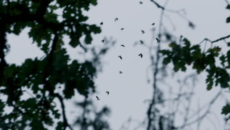 birds flying high over treetops