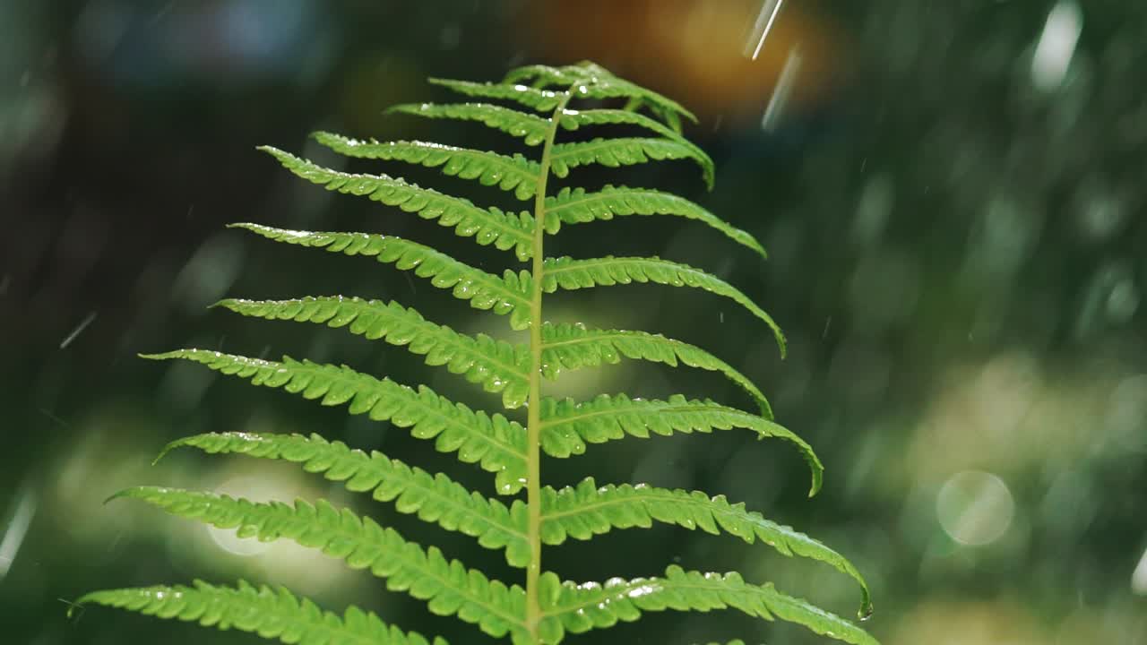 closeup of rain water drops fall on fern plant leaves in spring forest. Slow motion.
