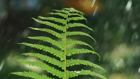 closeup of rain water drops fall on fern plant leaves in spring forest. slow motion.