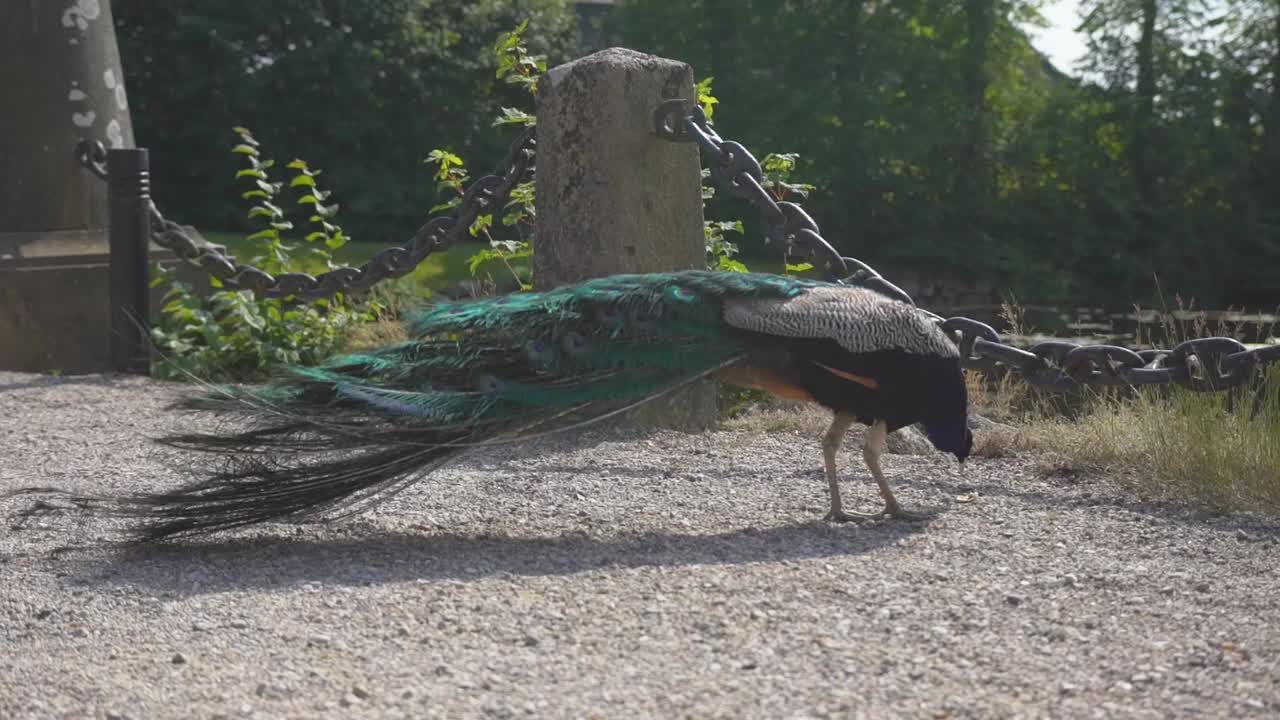 Um pavão em um parque comendo algo do chão