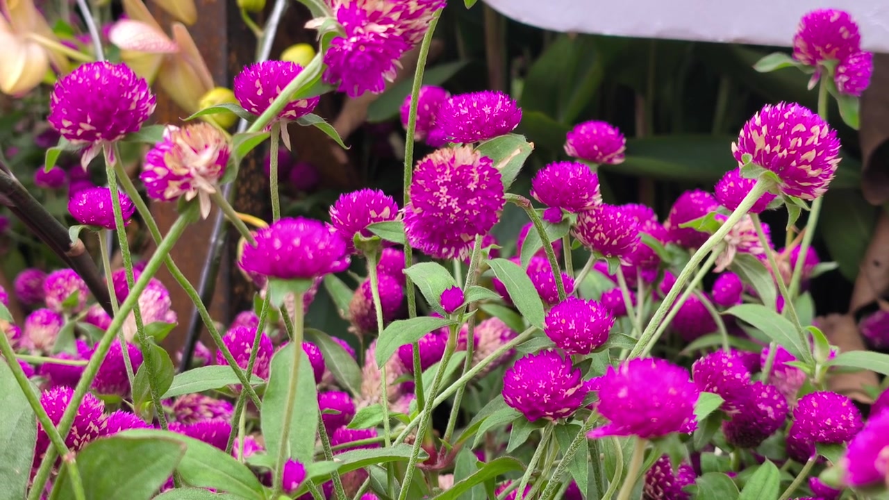 Penanaman padat bunga Globe Amaranth magenta cerah. Mekar hias yang indah memenuhi petak taman dengan rapat. Warna-warna cerah menciptakan pola alami yang menakjubkan