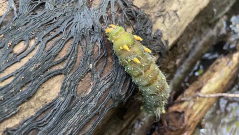 green caterpillar moves over a log balanced over a stream of water