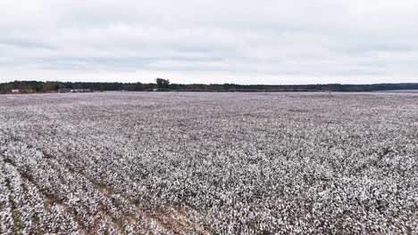 slow drone fly-over of a cotton farm in columbia, south carolina.