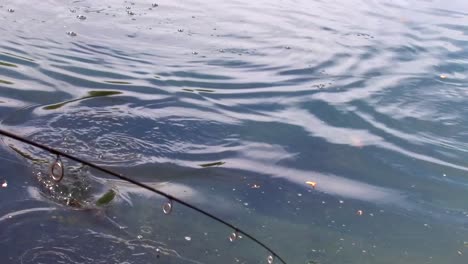 huge bluegill freshwater lake fish is struggling as fisherman reel in