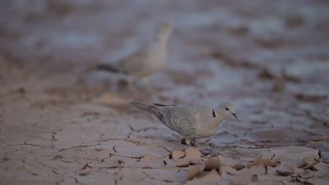 Pareja-De-Tórtolas-Turcas-Cerca-Del-Agua