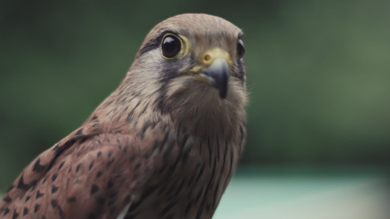 primer plano de un krestrel