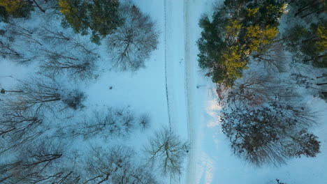 Vista-Aérea-De-Un-Sendero-Cubierto-De-Nieve-A-Través-De-Un-Bosque-Con-árboles-Desnudos-Y-Algunos-Con-Follaje-Amarillo,-Creando-Un-Paisaje-Invernal-Natural-Y-Sereno,-De-Arriba-Hacia-Abajo