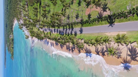 coastal street along beach and caribbean sea on dominican republic island. sunny day with coconut tree plantation. vertical drone birds eye.