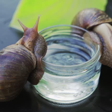 a big snail leans on an apple and climbs into a jar with water. giant african land snail (achatina fulica)