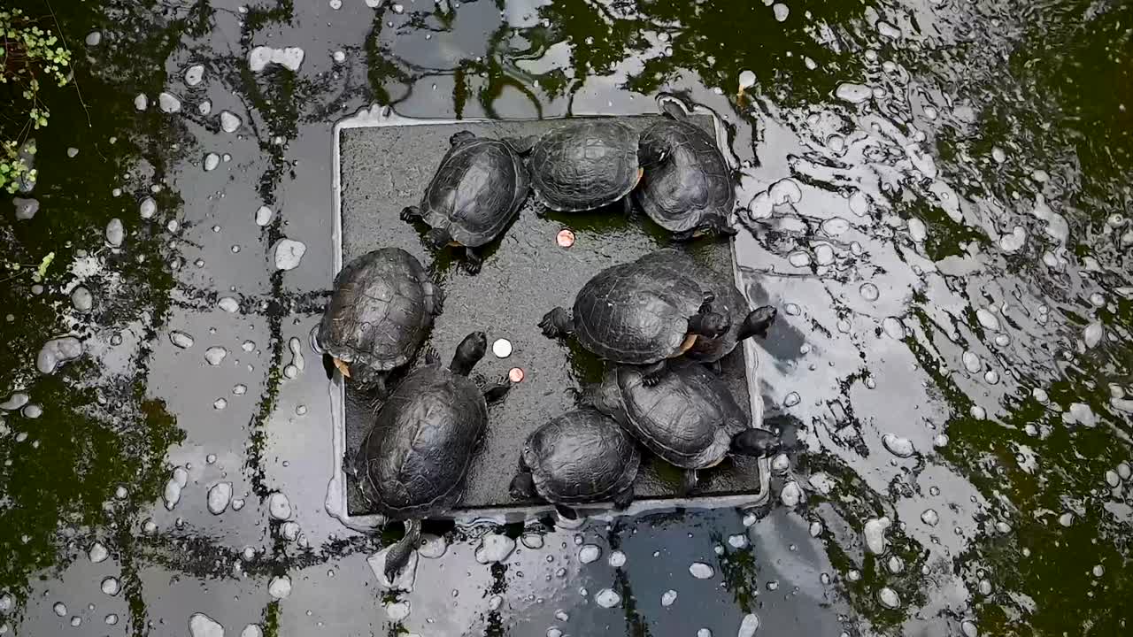 Turtles within the David Welch Winter Gardens, Aberdeen, Scotland, United Kingdom