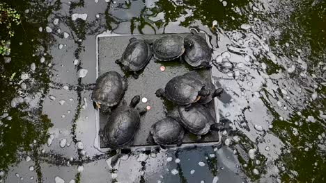 turtles within the david welch winter gardens, aberdeen, scotland, united kingdom