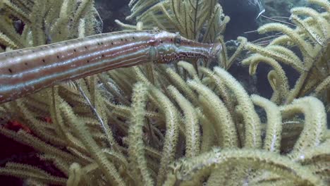 dynamic close shot of trumpetfish in soft coral