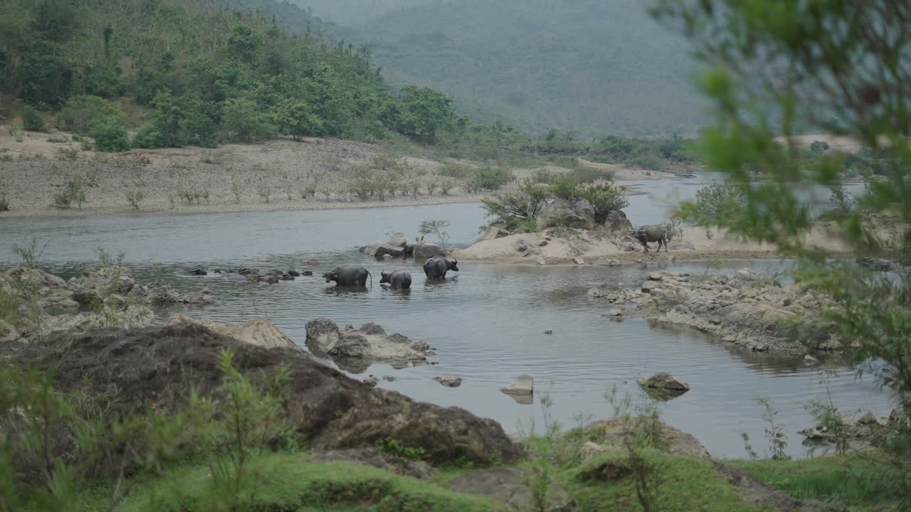 Buffalo Bathing in a River