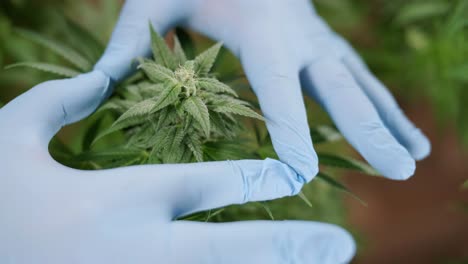 cultivo de plantas de cannabis. investigación de cannabis para su uso en medicina, recopilación de datos. investigación de aceite de cáñamo. producción de marihuana.