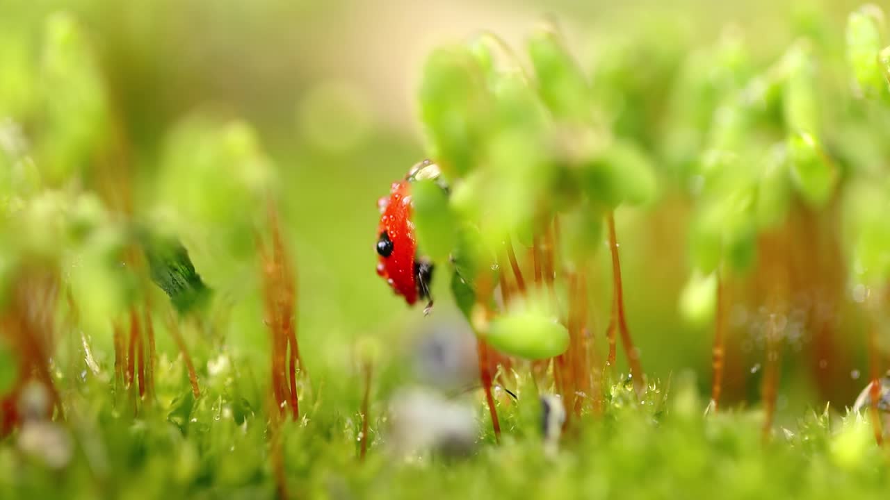 close-up de la vida silvestre de una mariquita en la hierba verde en el bosque