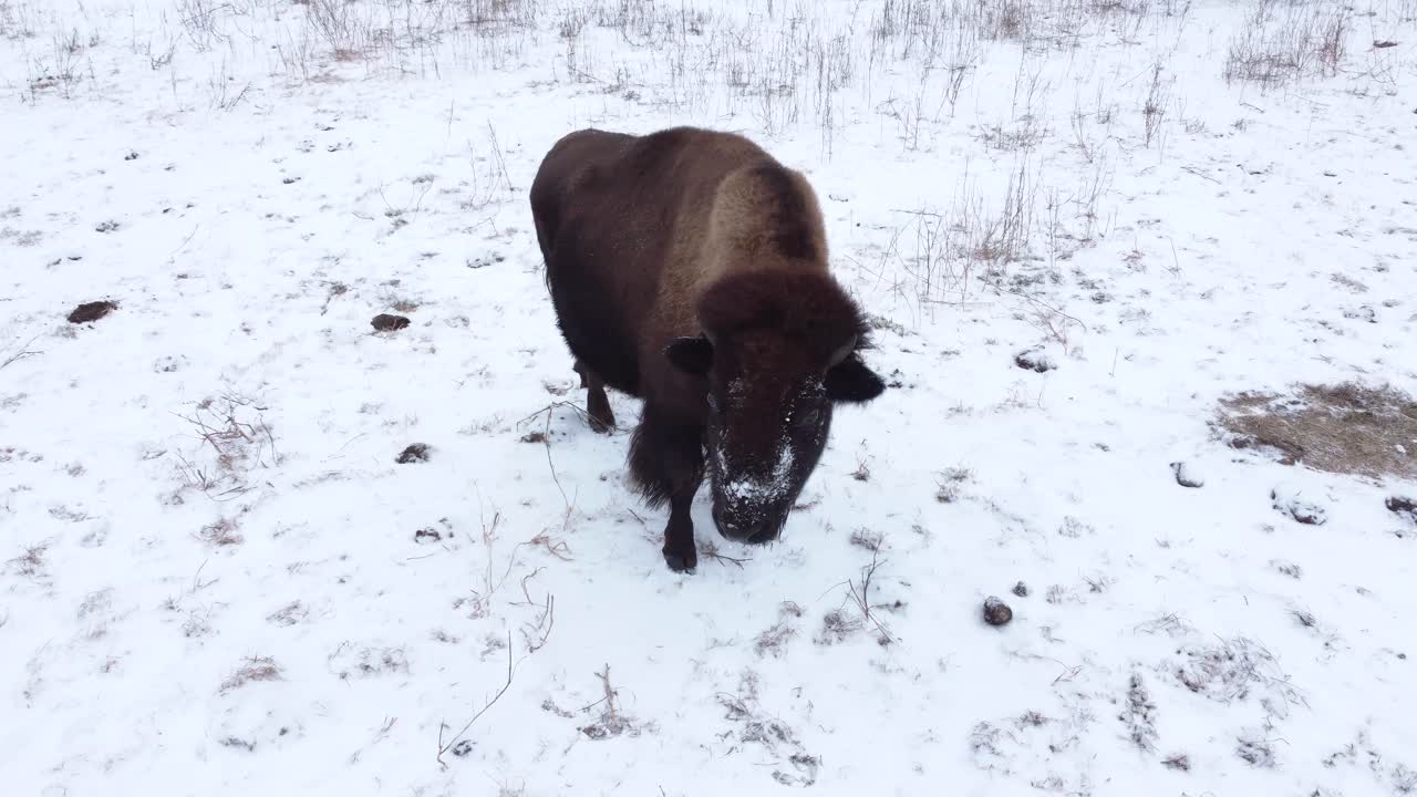 bisonte camina hacia la cámara en invierno