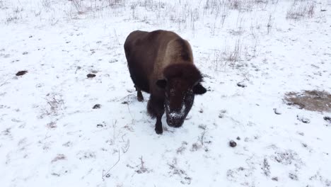 Bison-Geht-Im-Winter-Auf-Die-Kamera-Zu