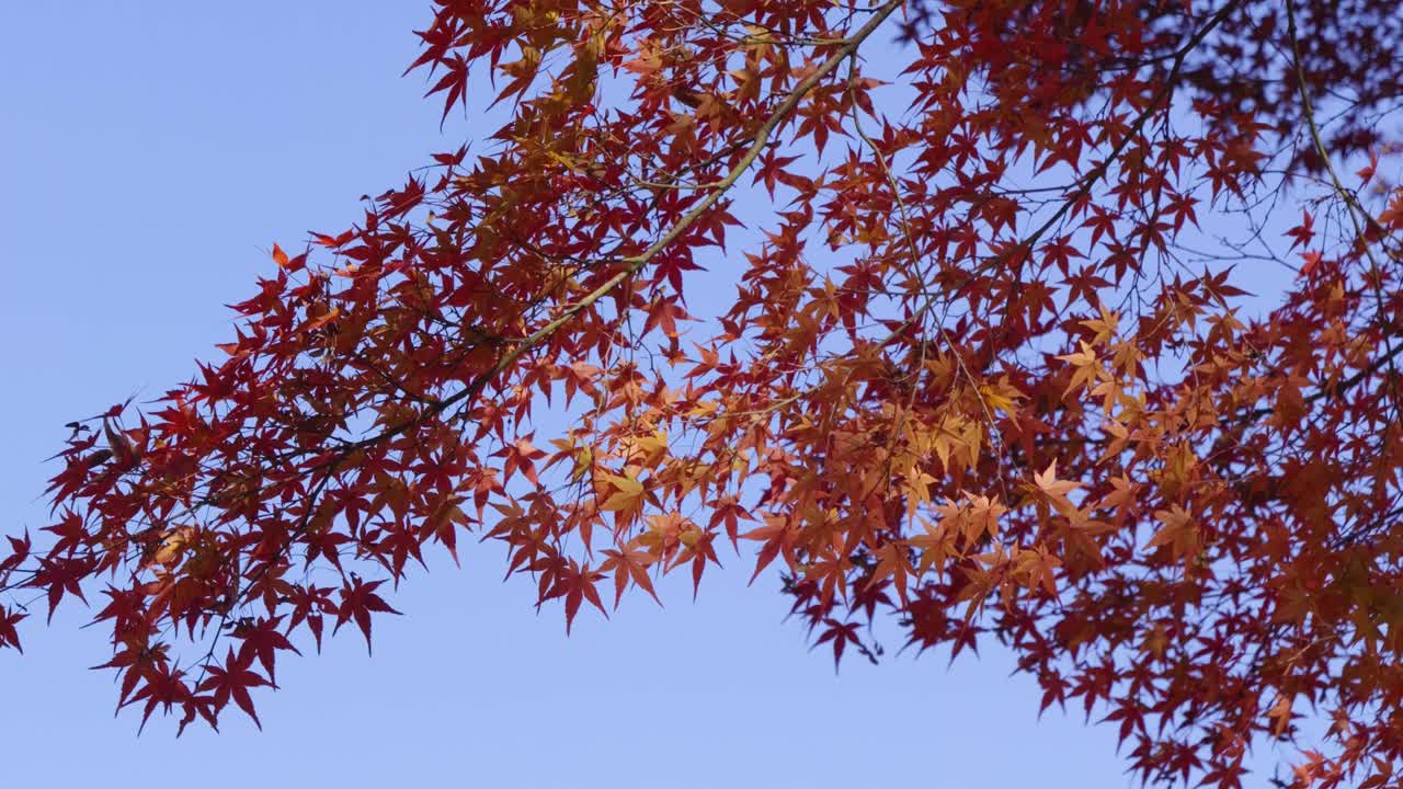 Stunning maple leaf tree against blue sky. Minimalist shot