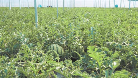 growing watermelons inside greenhouse: lush plants and fruits