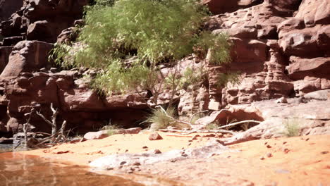 serene desert canyon oasis