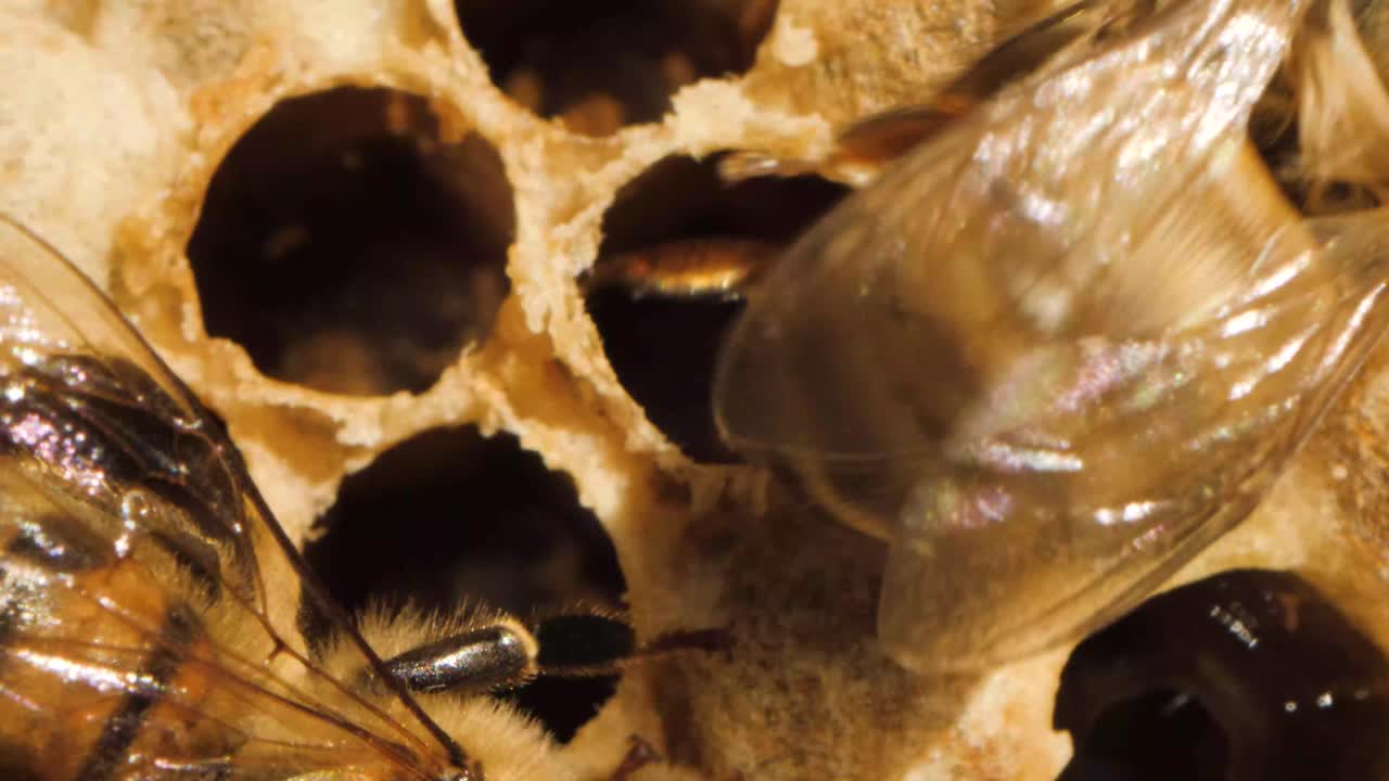 Close-up macro shot of bee broods inside the honeycomb